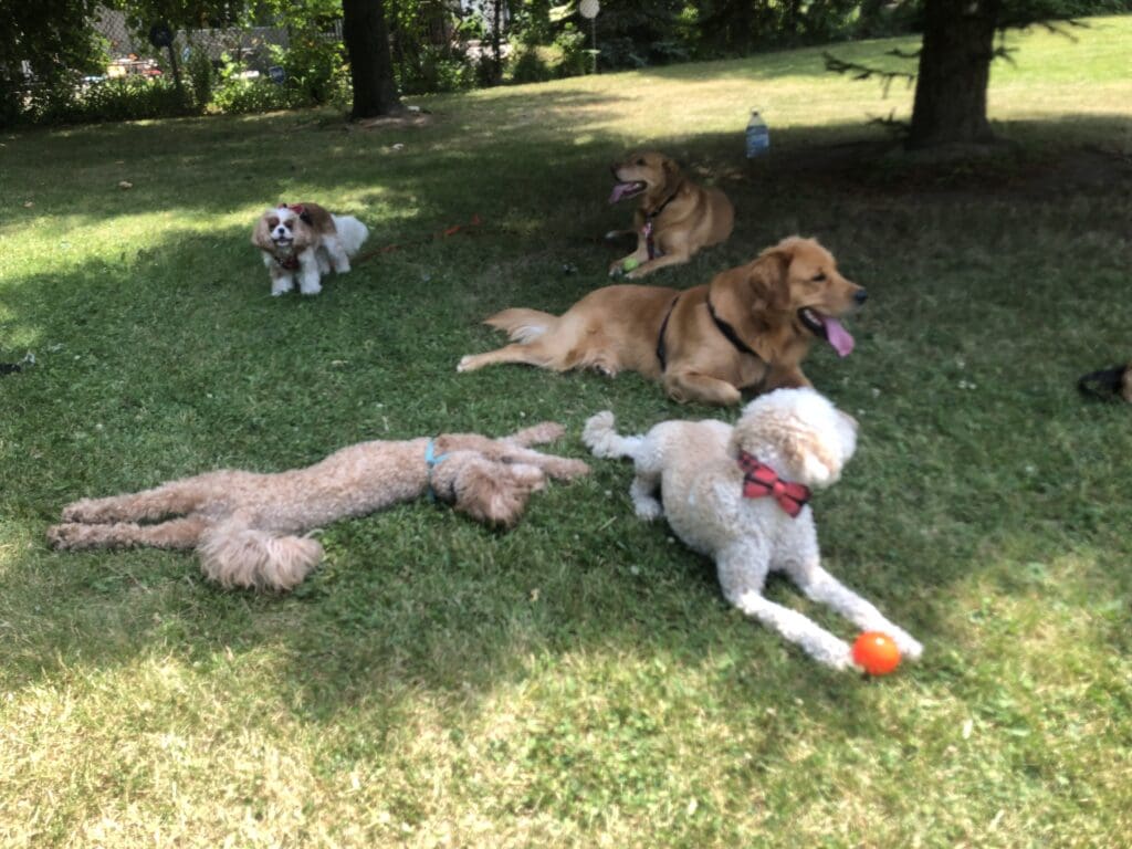 A group of dogs laying in the grass.