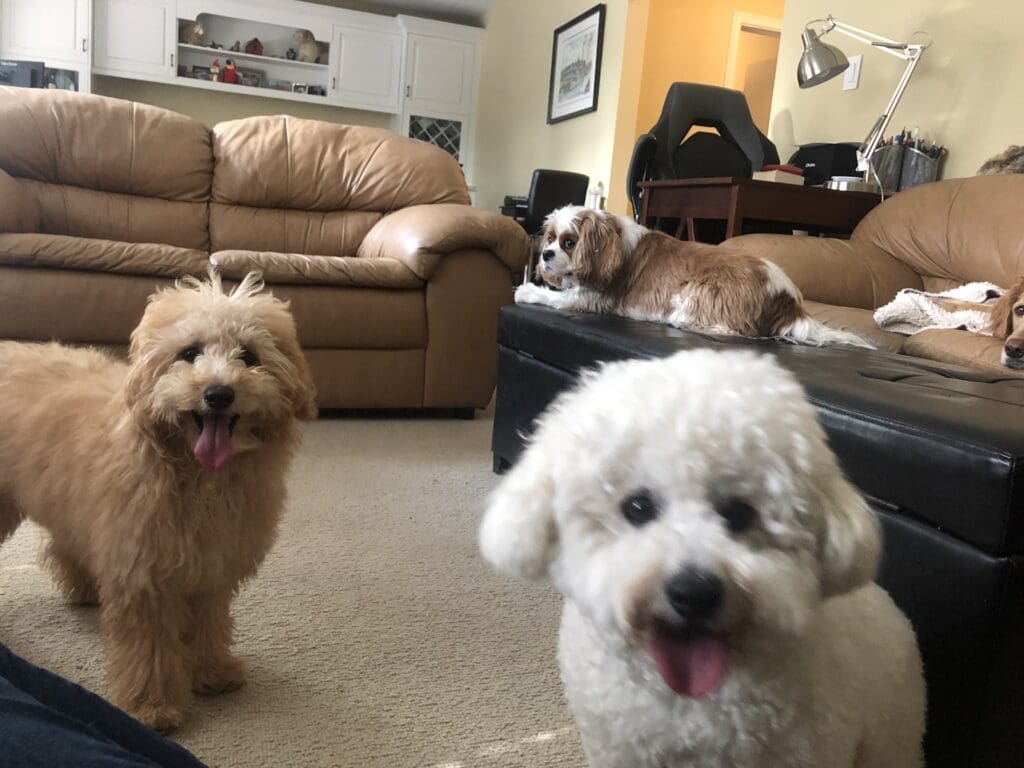 A group of dogs sitting on the floor in front of a couch.