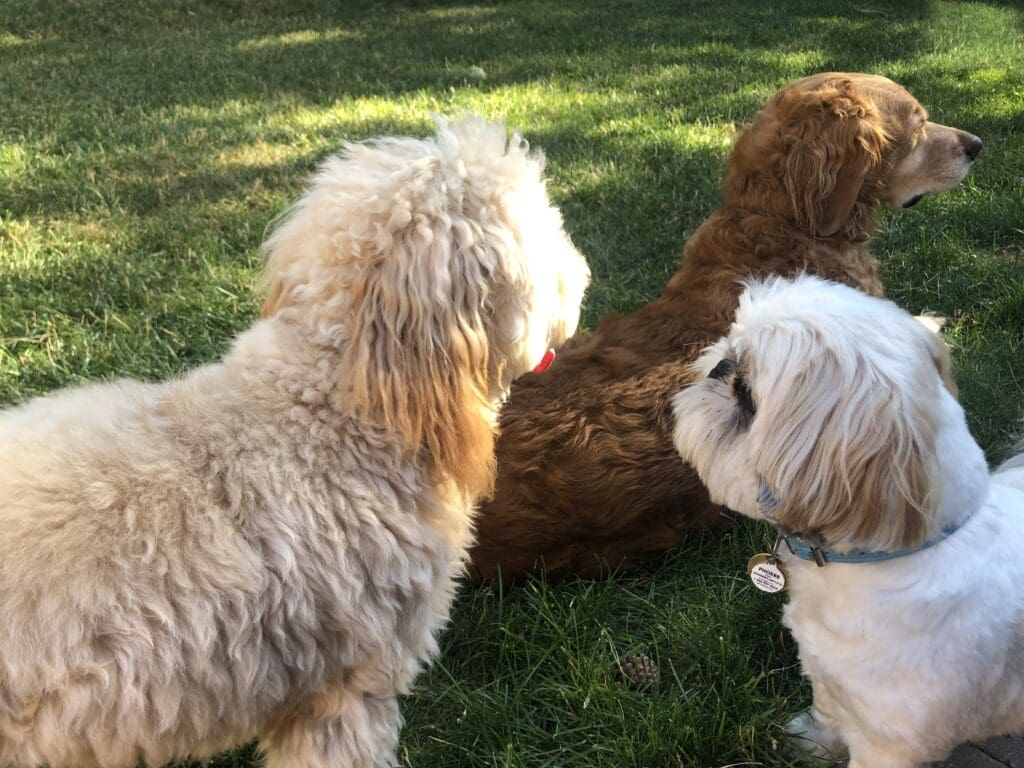 Two dogs are playing with a teddy bear.