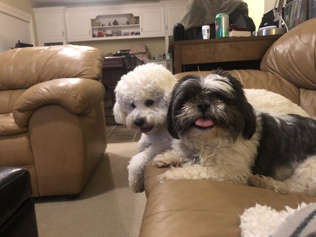 Two dogs sitting on a couch in the living room.