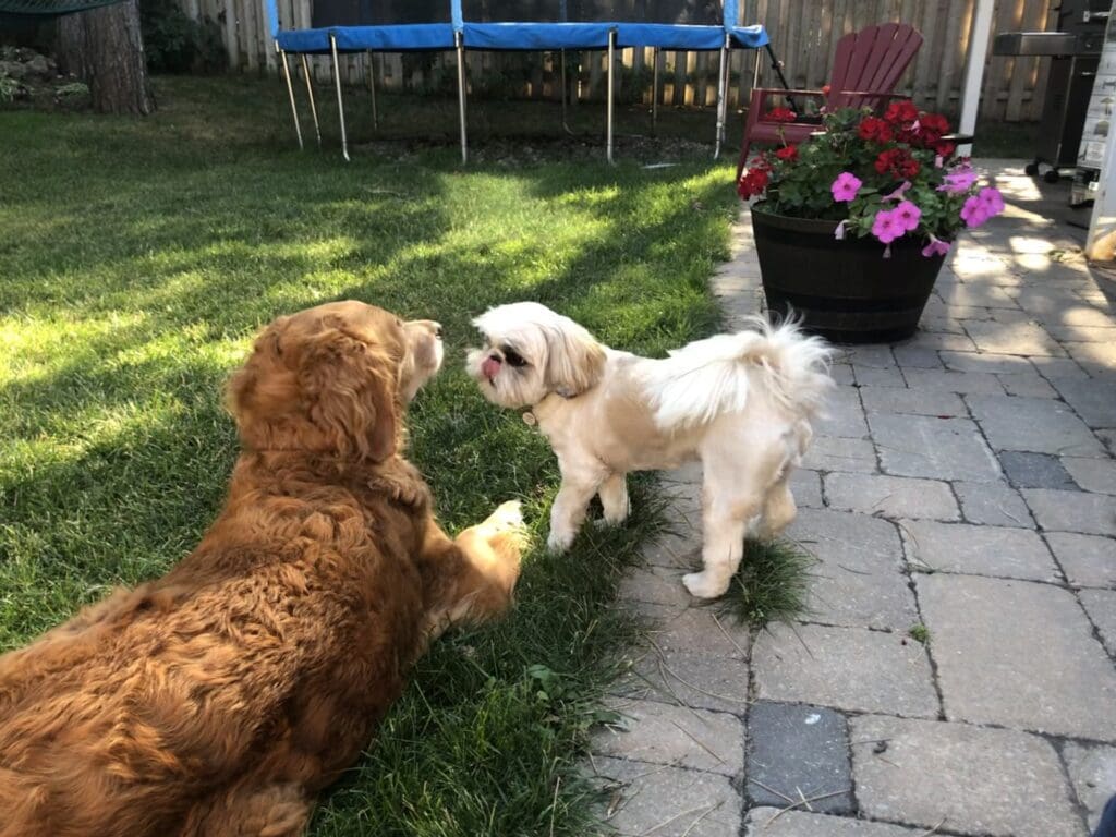 A dog and a stuffed animal are playing together.