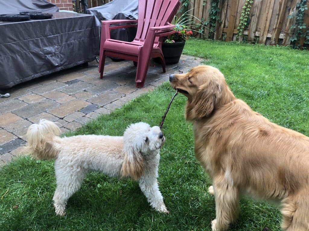 Two dogs playing tug of war in a backyard.