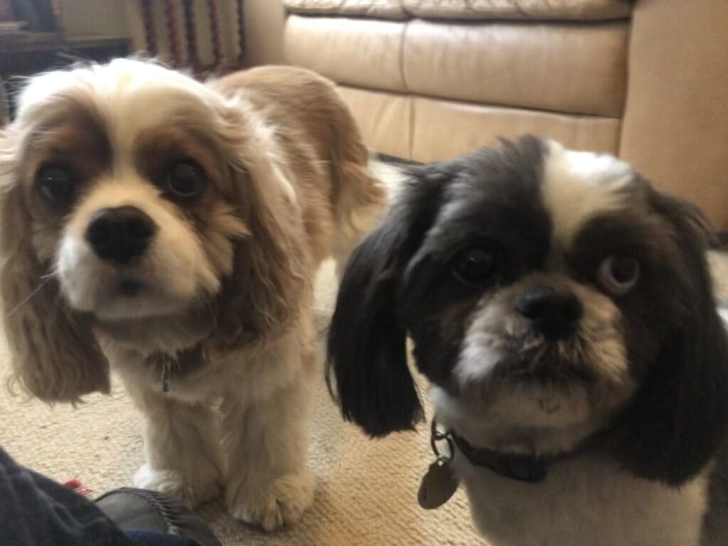 Two dogs are standing next to each other.