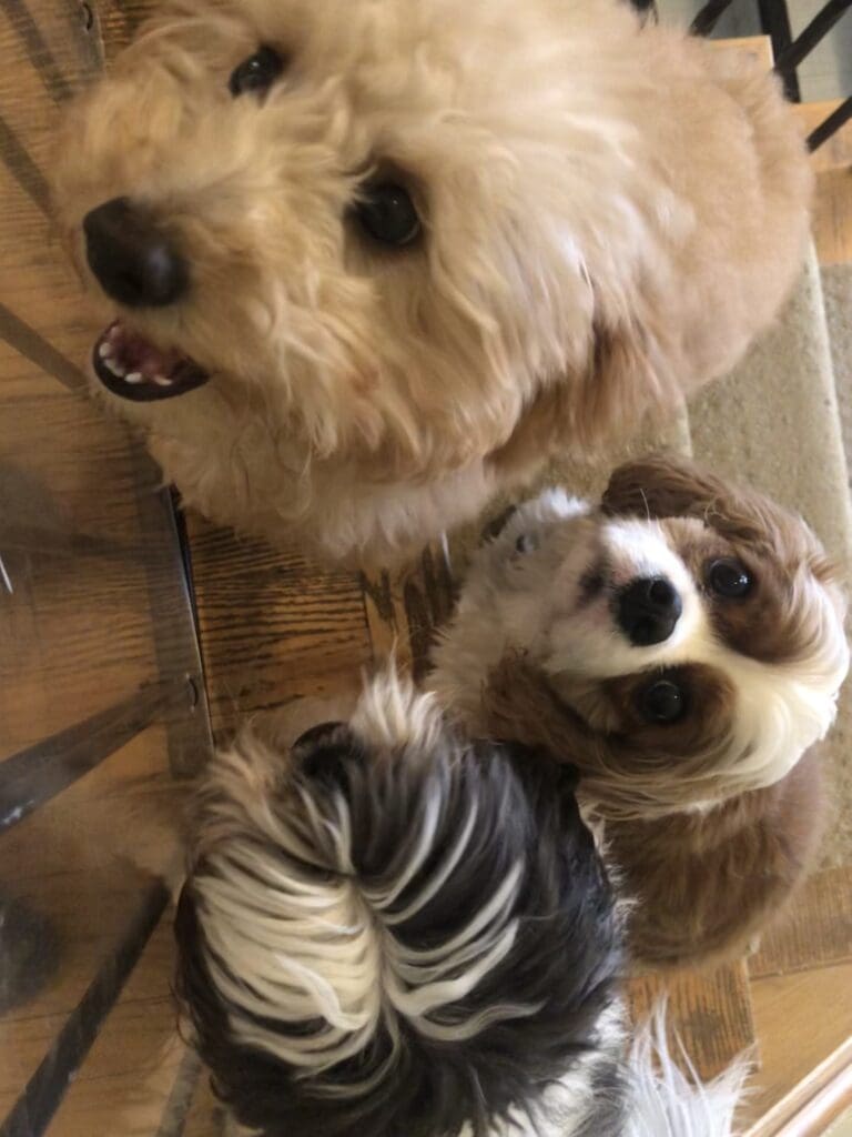 A dog and its toy friend are looking up at the camera.