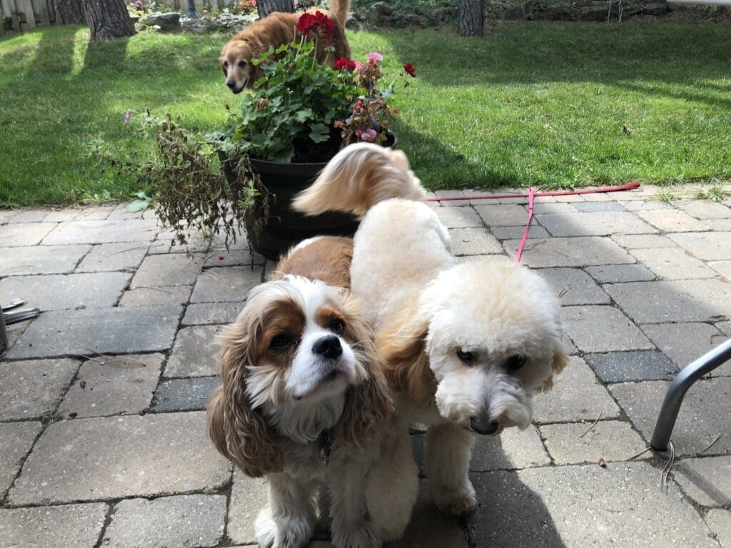Two dogs standing next to each other on a brick path.
