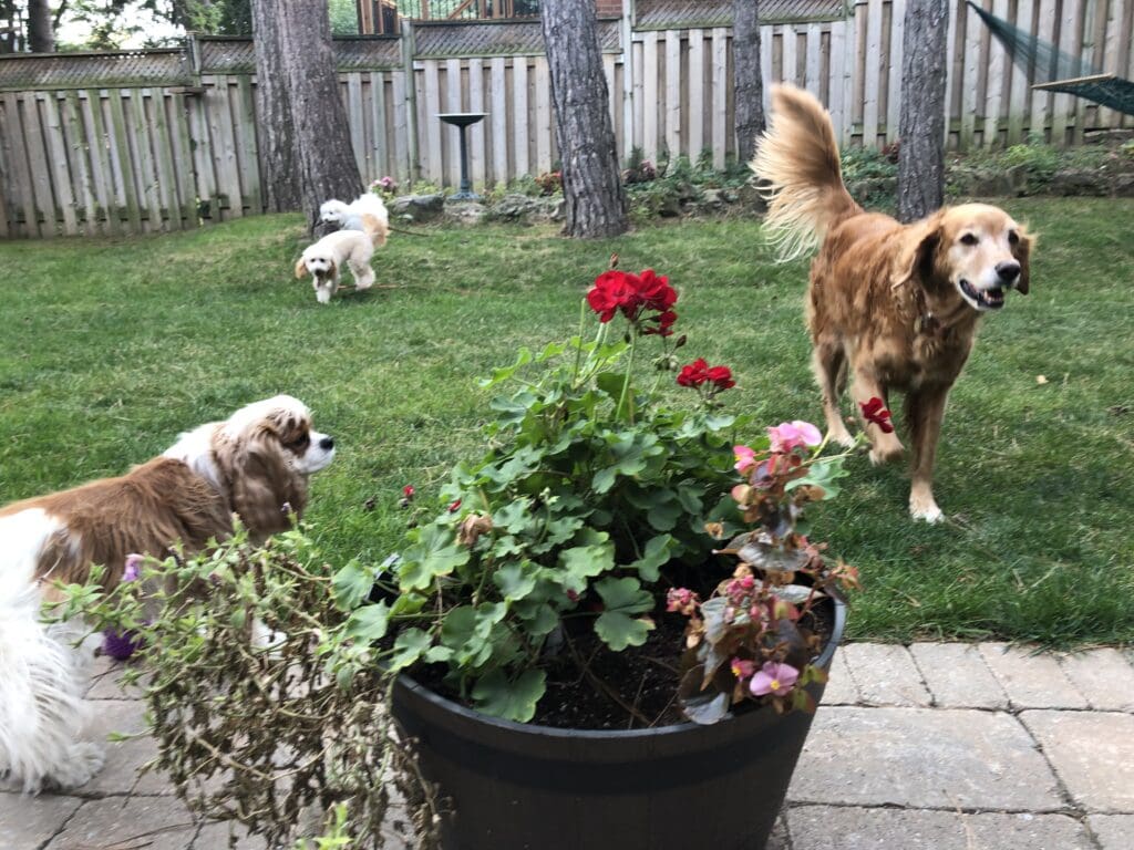 A group of dogs in the yard with flowers.