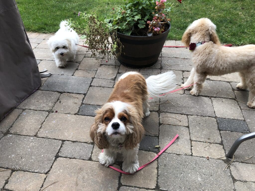 Three dogs are standing on a brick patio.