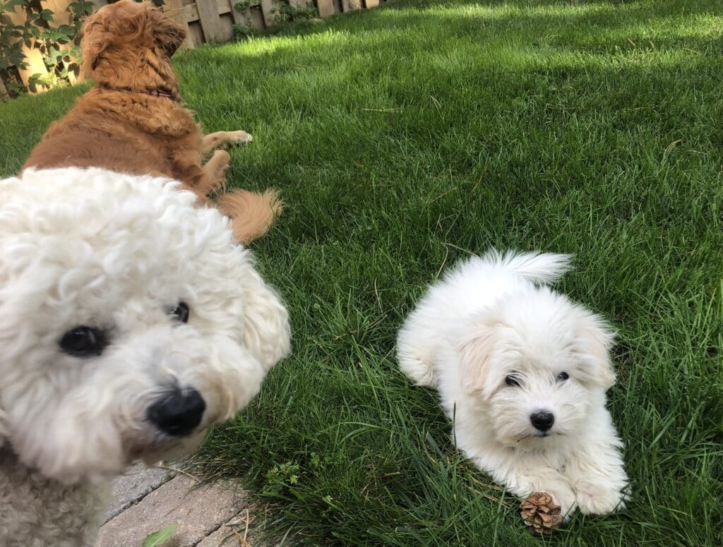 Two dogs in the grass with one laying on its back.