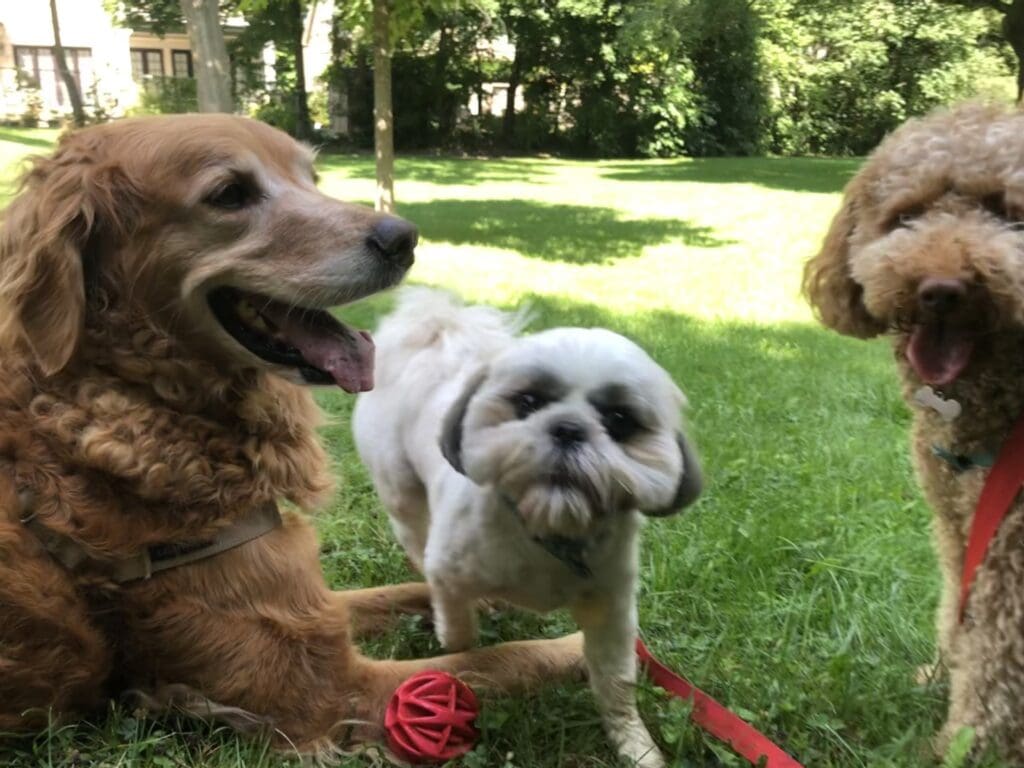 Three dogs sitting in the grass with a red rope.