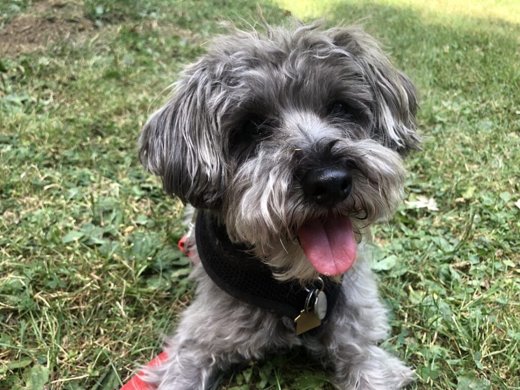 A small dog sitting in the grass with its tongue hanging out.