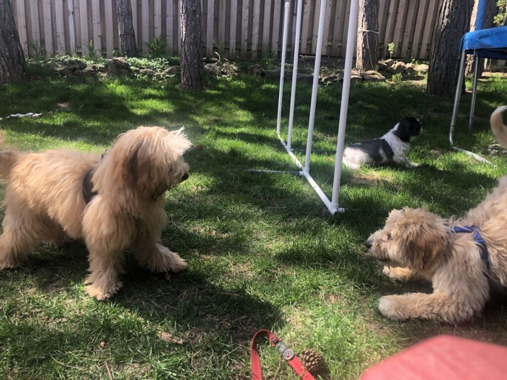 Two dogs in a yard with a cat and dog.