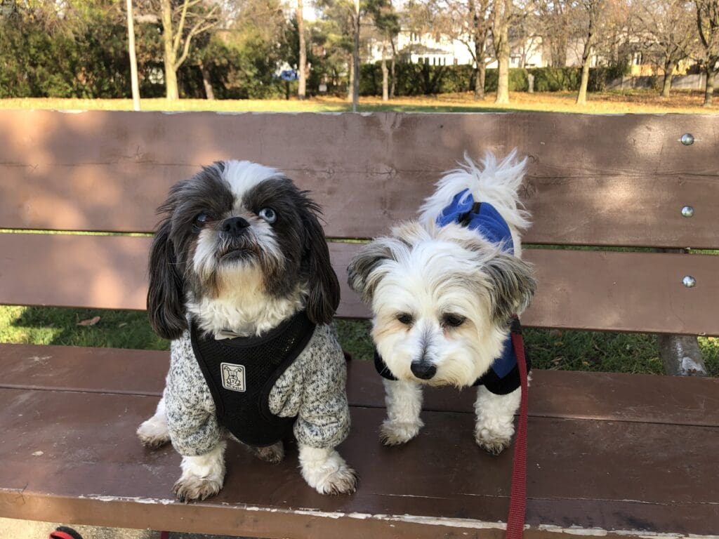 Two dogs sitting on a bench in the park.