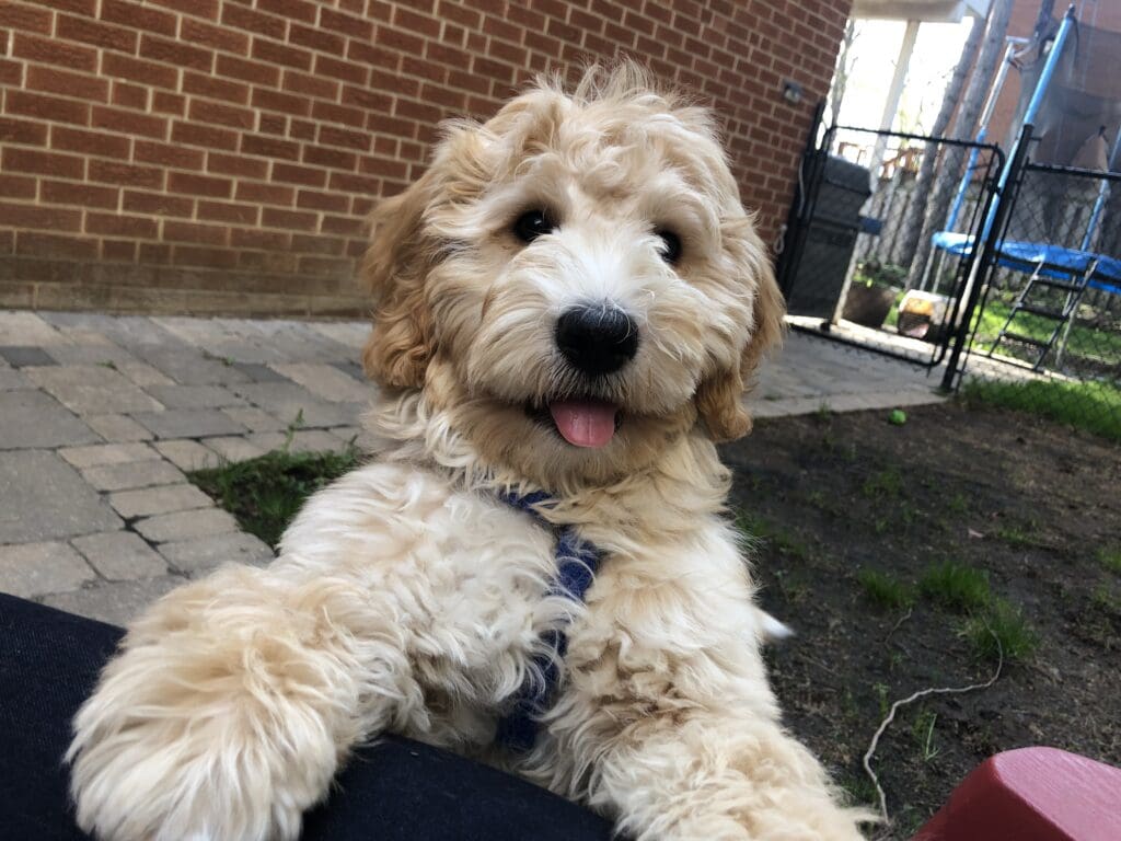 A dog sitting on the ground outside in front of a brick wall.