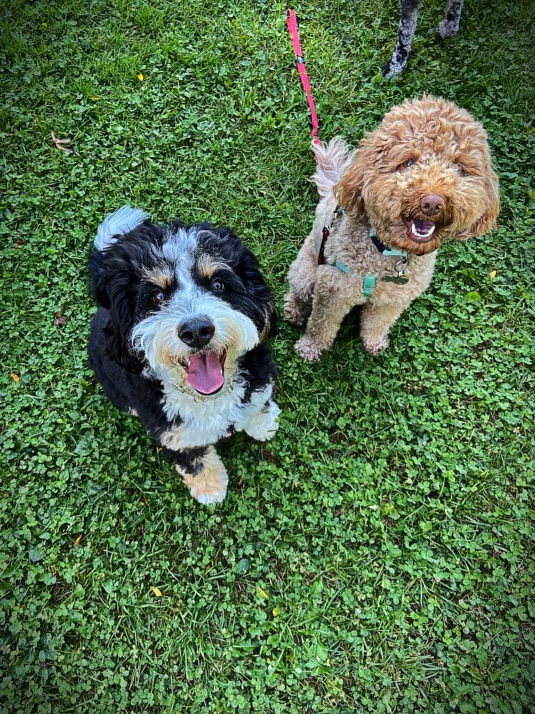 Two dogs sitting on the grass together