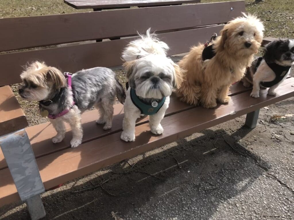 Four dogs sitting on a bench in the sun.