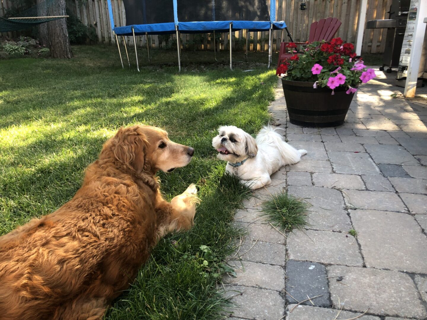 Two dogs are playing in the backyard.